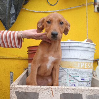 HERMOSA CACHORRA | Raza Mestiza, cruza de Labrador | En Adopción