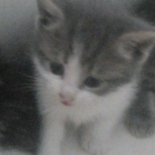 CURIOSIN | Raza Doméstico Americano de pelo semilargo | En Adopción