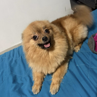 EMMA | Raza Pomerania | Final Feliz