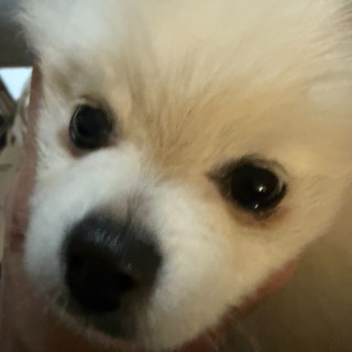 GALAK | Raza Pomerania | Perdido