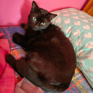 LUNA | Raza Bombay | Perdida