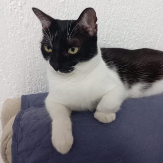 LOKY | Raza Doméstico Américano de Pelo Corto | Perdido