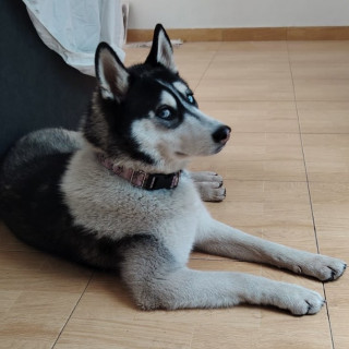  | Raza Husky Siberiano | Final Feliz