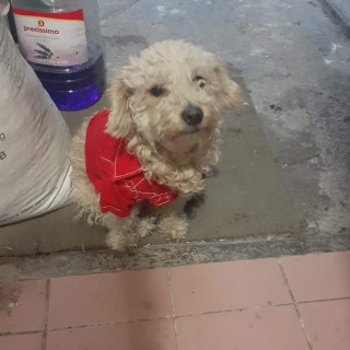 CRASH | Raza French Poodle o Caniche | Perdido