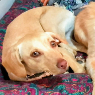 MIEL | Raza Mestiza, cruza de Labrador | Final Feliz