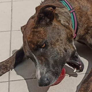 RAMITA | Raza Mestiza, cruza de American Pitbull Terrier con Bóxer | Final Feliz