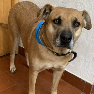 BIBI | Raza Mestiza, cruza de Labrador con American Pitbull Terrier | En Adopción