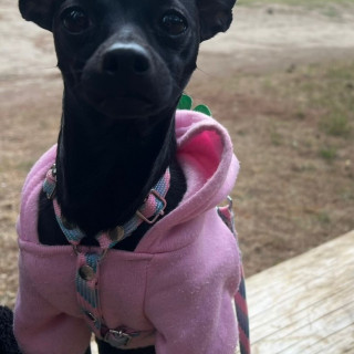 MOLLY | Raza Mestiza,  cruza de Chihuahua con Pinscher Miniatura | Perdida