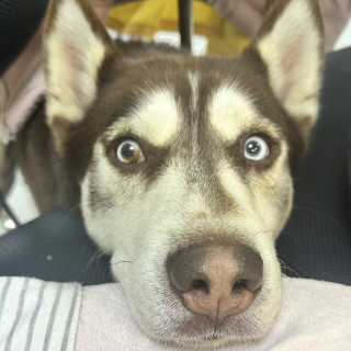 POLO | Raza Husky Siberiano | En Adopción