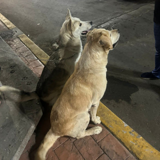 YUNA | Raza Husky Siberiano | Perdida