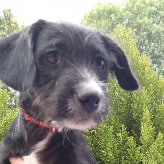 KORAY | Raza Mestizo | En Adopción
