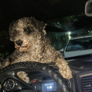 Foto de BORREGO