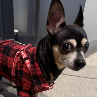 LUKA | Raza Chihuahua | Perdido