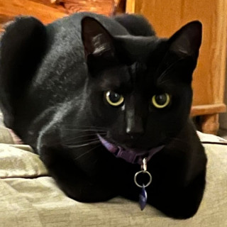 MAVIS | Raza Bombay | Perdida