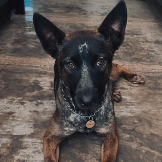 JOIE | Raza Pastor Belga Maliniois | Perdida