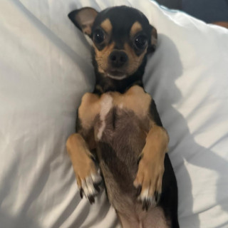 JACINTO | Raza Chihuahua | Perdido