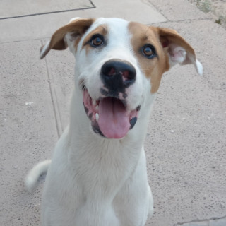 LOKY | Raza Mestizo, cruza de American Pitbull Terrier | Perdido