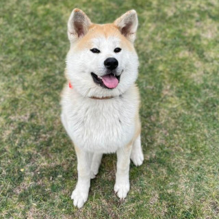NALA | Raza Akita Inú o Akita Japonés | Final Feliz