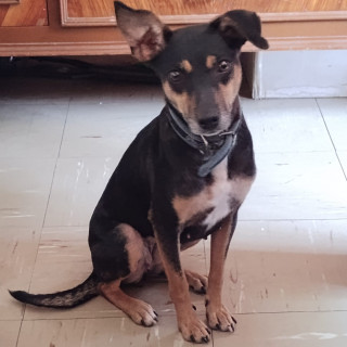 GORDITA | Raza Mestiza, posible cruza de Pinscher Miniatura | En Adopción