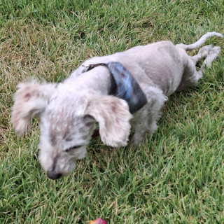 MAFALDA RAMONA | Raza Mestiza,  cruza de French Poodle con Maltés,  (Maltipoo) | Perdida