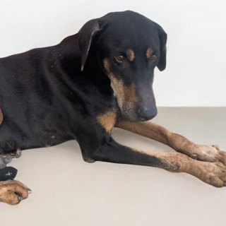  | Raza Dóberman Pinscher | Encontrado