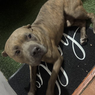  | Raza American Pitbull Terrier | Encontrado