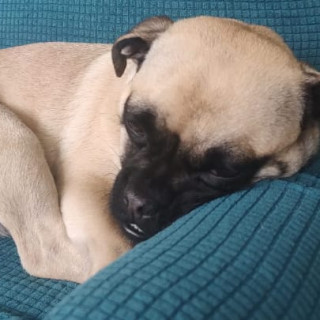 SASHA | Raza Pug o Carlin | Perdida