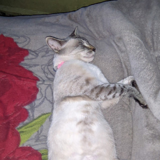 BELLA | Raza Aslan o Siamés moderno, punto tabby | Perdida