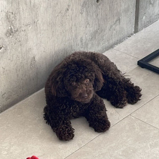 MILO | Raza Mestizo, cruza de French Poodle | Perdido