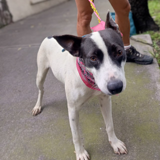 CATALINA | Raza Mestiza | En Adopción