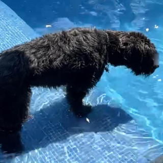 PINGO | Raza Mestizo, cruza de Schnauzer Gigante | Final Feliz