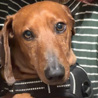 CHACHO | Raza Dachshund o Salchicha  | Perdido