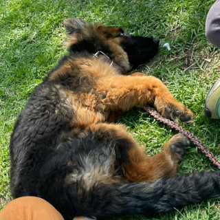 PATY | Raza Pastor Alemán | Perdida