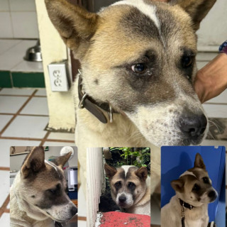 HOPE (JOUP) | Raza Akita Americano   | En Adopción