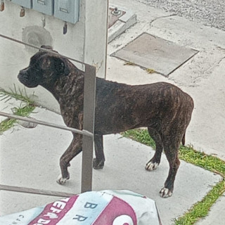  | Raza Mestiza, cruza de Bóxer con Staffordshire Terrier | Encontrada