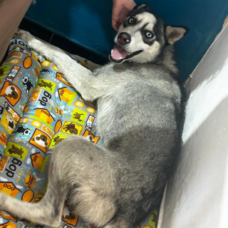ATLAS | Raza Husky Siberiano | Perdido