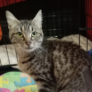 MISHA | Raza Doméstico Américano de Pelo Corto | En Adopción