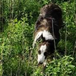 UMA | Raza Border Collie  | Perdida