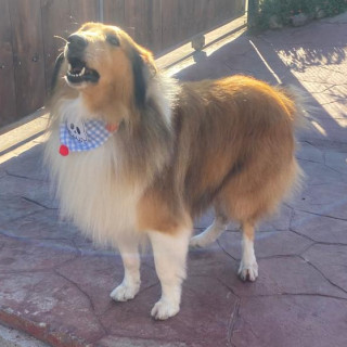 ROCO | Raza Collie | Perdido