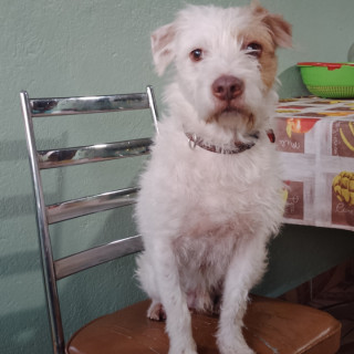 SNOOPY | Raza Mestizo, cruza de Jack Russell Terrier | Perdido