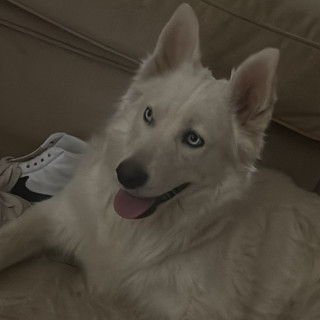 SIMONETA | Raza Husky Siberiano | Perdida