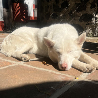 MAYA | Raza Husky Siberiano | Final Feliz