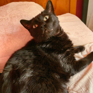 LUNA | Raza Bombay | Perdida