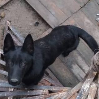 THOR | Raza Pastor Belga Maliniois | Perdido