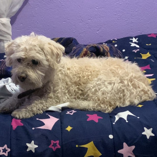 MIEL | Raza Mestiza, cruza de French Poodle con Maltés,  (Maltipoo). | Perdida