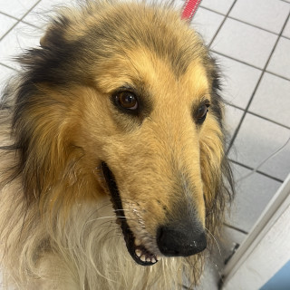 ROCO | Raza Collie | Perdido