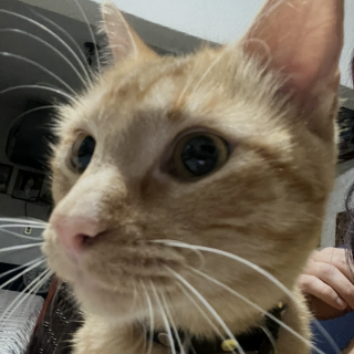 Foto de NACHITO
