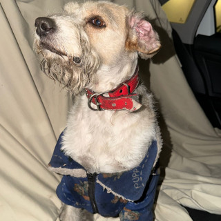  | Raza Mestizo | Encontrado