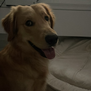 TOMMY | Raza Golden Retriever  | Perdido