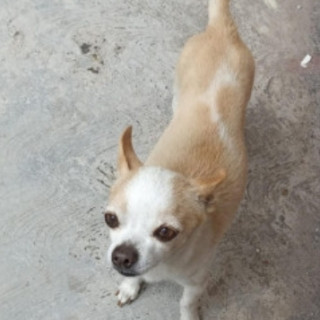 CUCO | Raza Chihuahua | Perdido